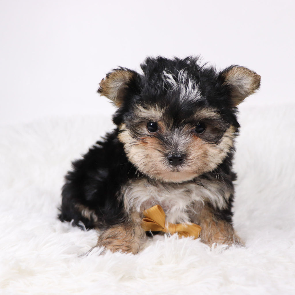 Dustin - Available 11/5