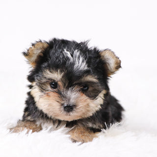 Dustin - Available 11/5
