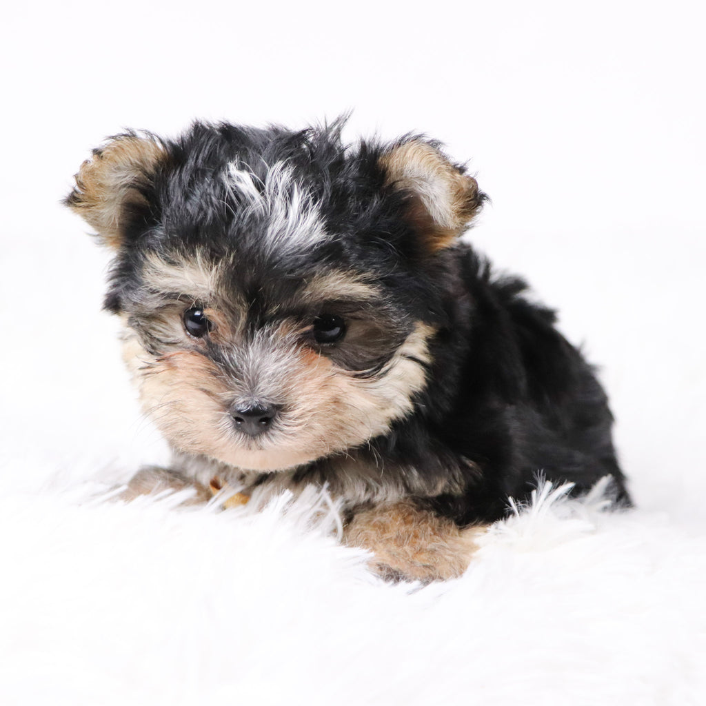 Dustin - Available 11/5