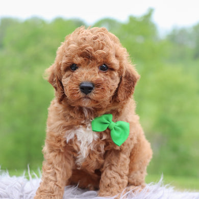 Dutch - Available 5/28