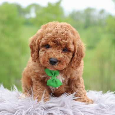 Dutch - Available 5/28