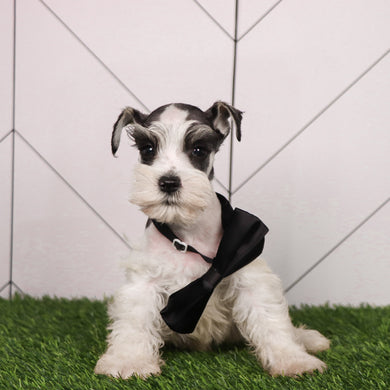Dutton - Available 6/11