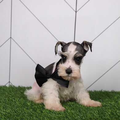 Dutton - Available 6/11