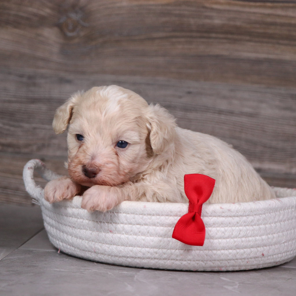 Dylan - Available 5/28