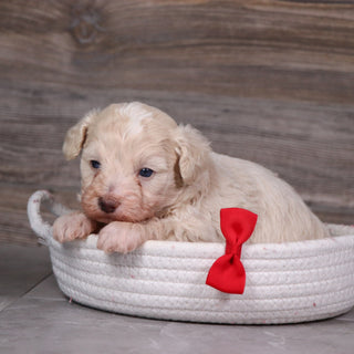 Dylan - Available 5/28
