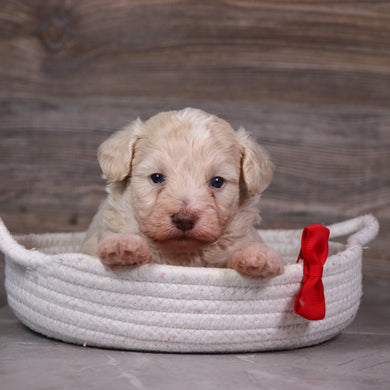 Dylan - Available 5/28