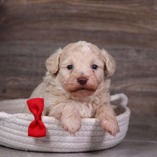 Dylan - Available 5/28