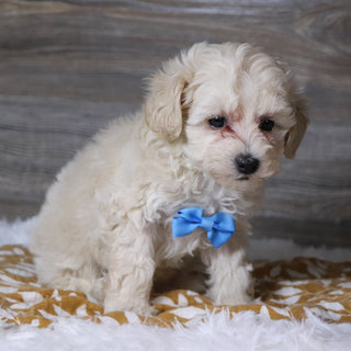 Dylan - Available 12/3