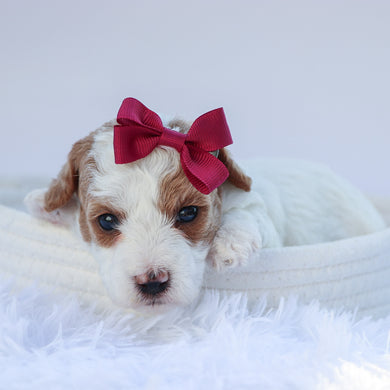 Puppies for sale in Oceanside