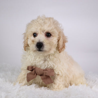 Eddie - Available 10/7