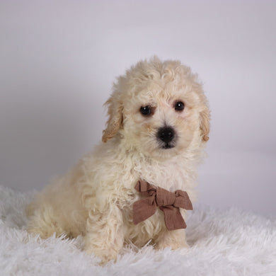 Eddie - Available 10/7
