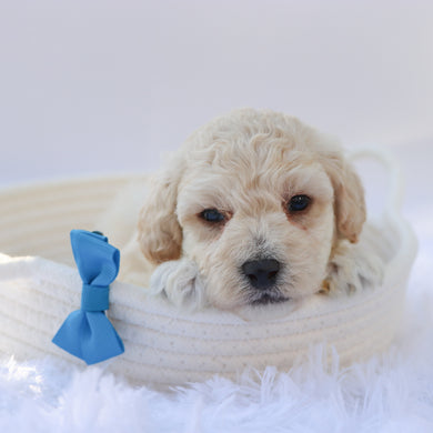 Eddie - Available 10/7