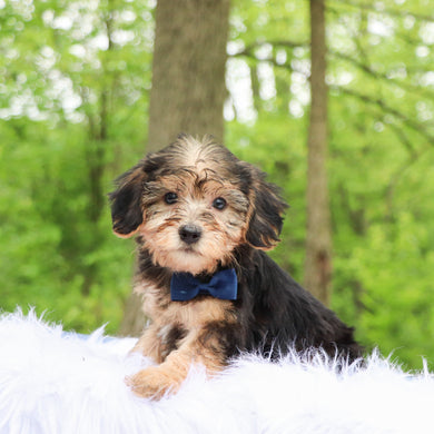 Edward - Available 5/28