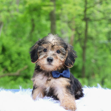 Edward - Available 5/28
