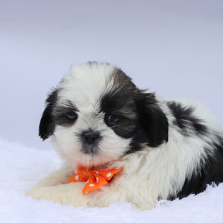 Edwin - Available Now