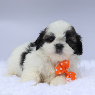 Edwin - Available Now