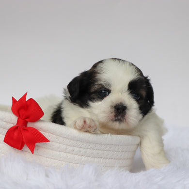 Edwin - Available 9/10