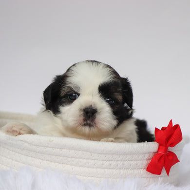Edwin - Available 9/10