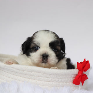 Edwin - Available 9/10