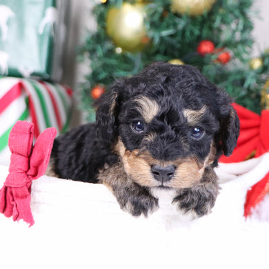 Elam - Available 1/21