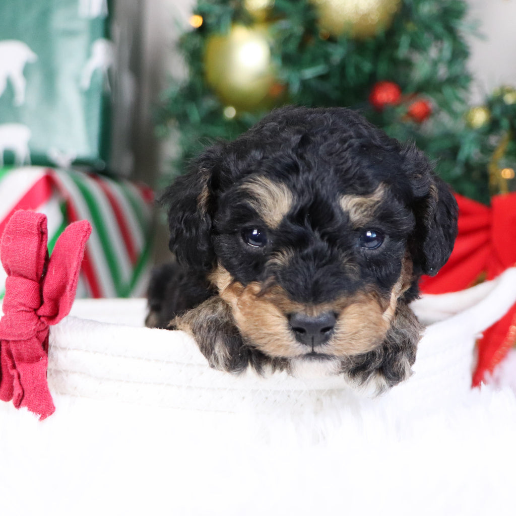 Elam - Available 1/21