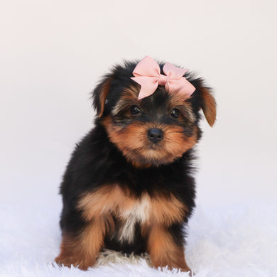 Elena - Available 9/24