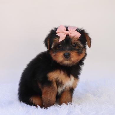 Elena - Available 9/24