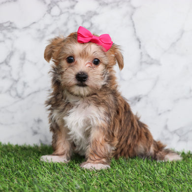 Elenor - Available 5/28