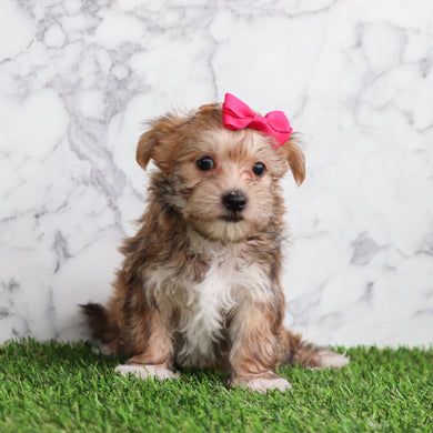 Elenor - Available 5/28