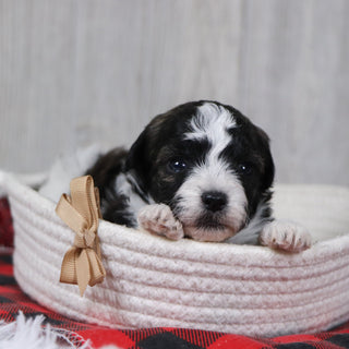 Elf - Available 12/31