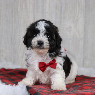 Elf - Available 12/31