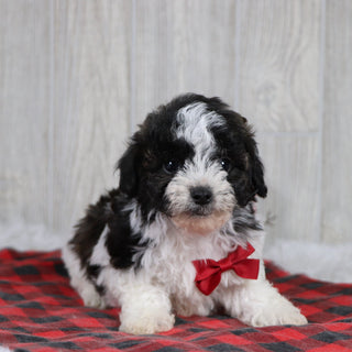 Elf - Available 12/31