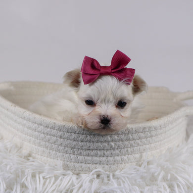 Ellen - Available 12/17