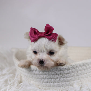 Ellen - Available 12/17