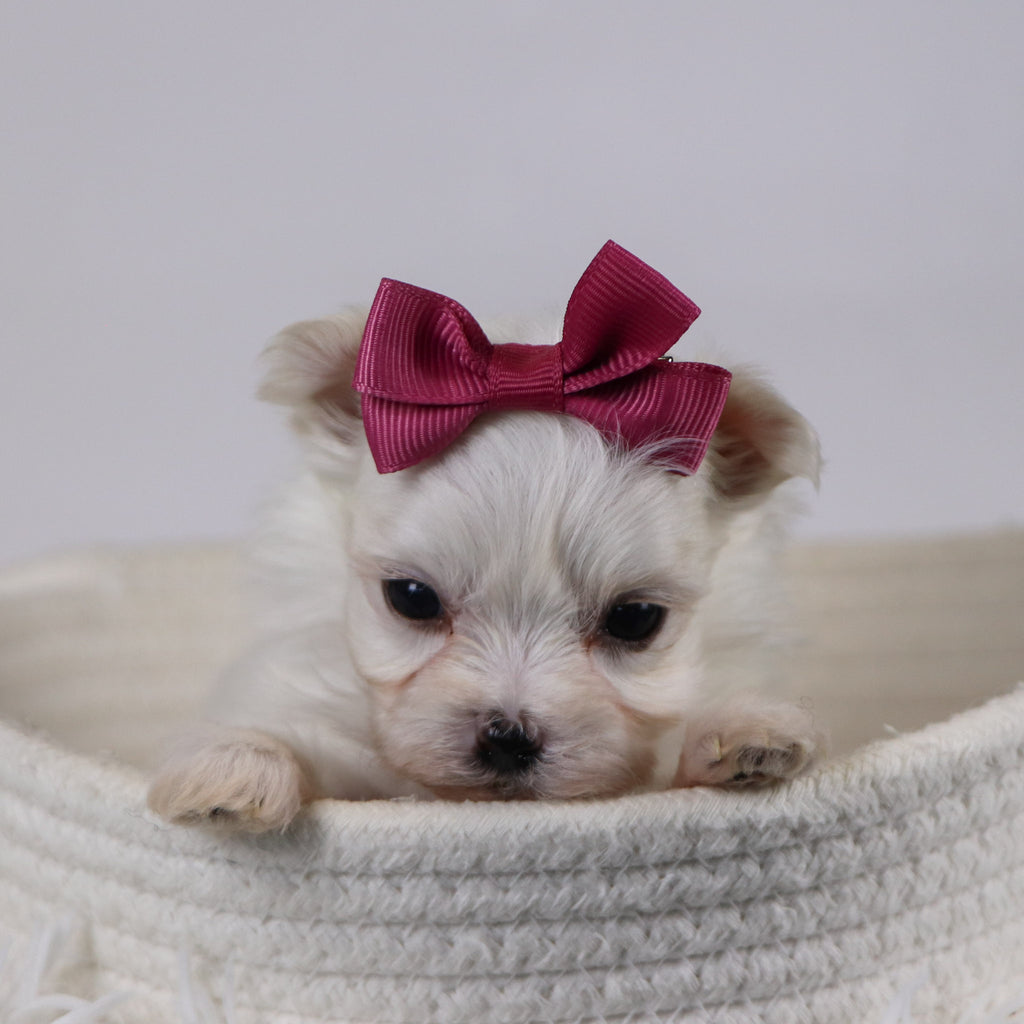 Ellen - Available 12/17