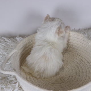 Ellen - Available 12/17