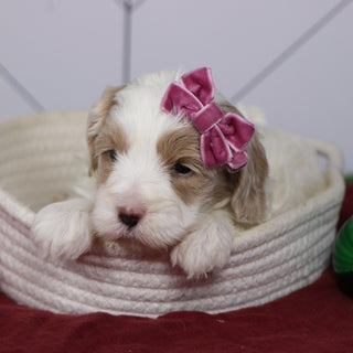 Elli - Available 1/14