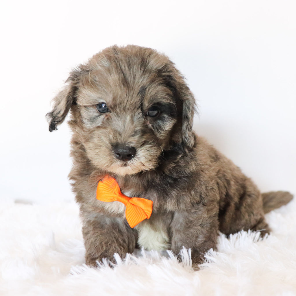 Ellis - Available 8/20