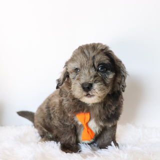 Ellis - Available 8/20