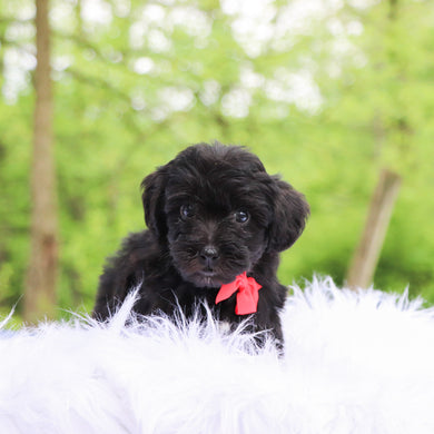 Elmer - Available 5/28