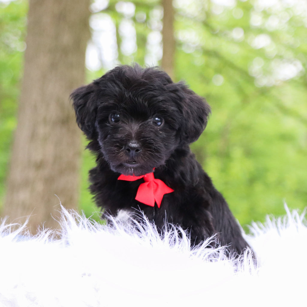 Elmer - Available 5/28