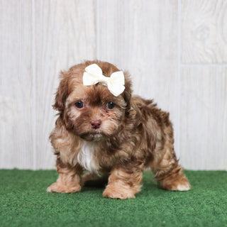 Eloise - Available 5/28