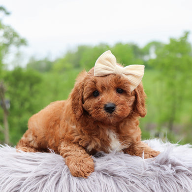Elsa - Available 5/28