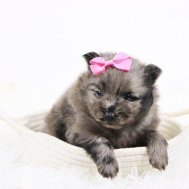 Elsa - Available 11/18