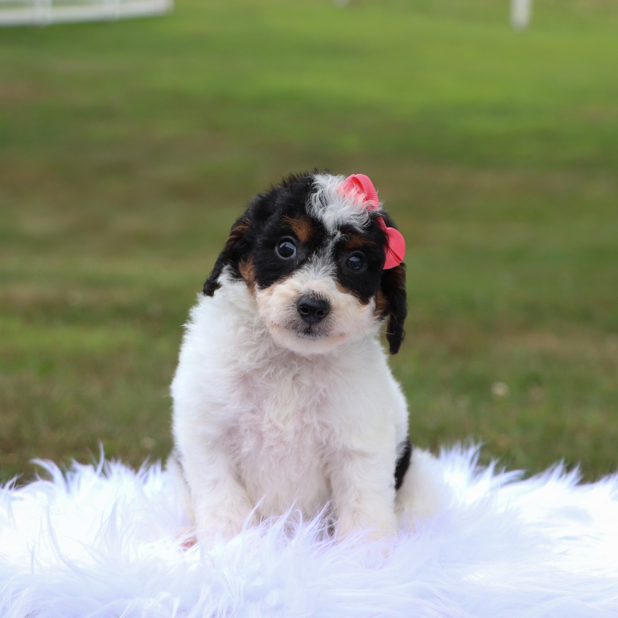 Puppies for sale in Santa Ana