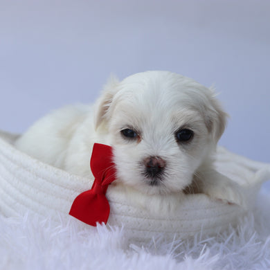 Elvis - Available 9/24