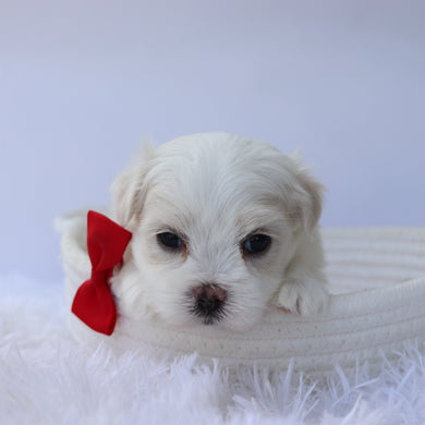 Elvis - Available 9/24