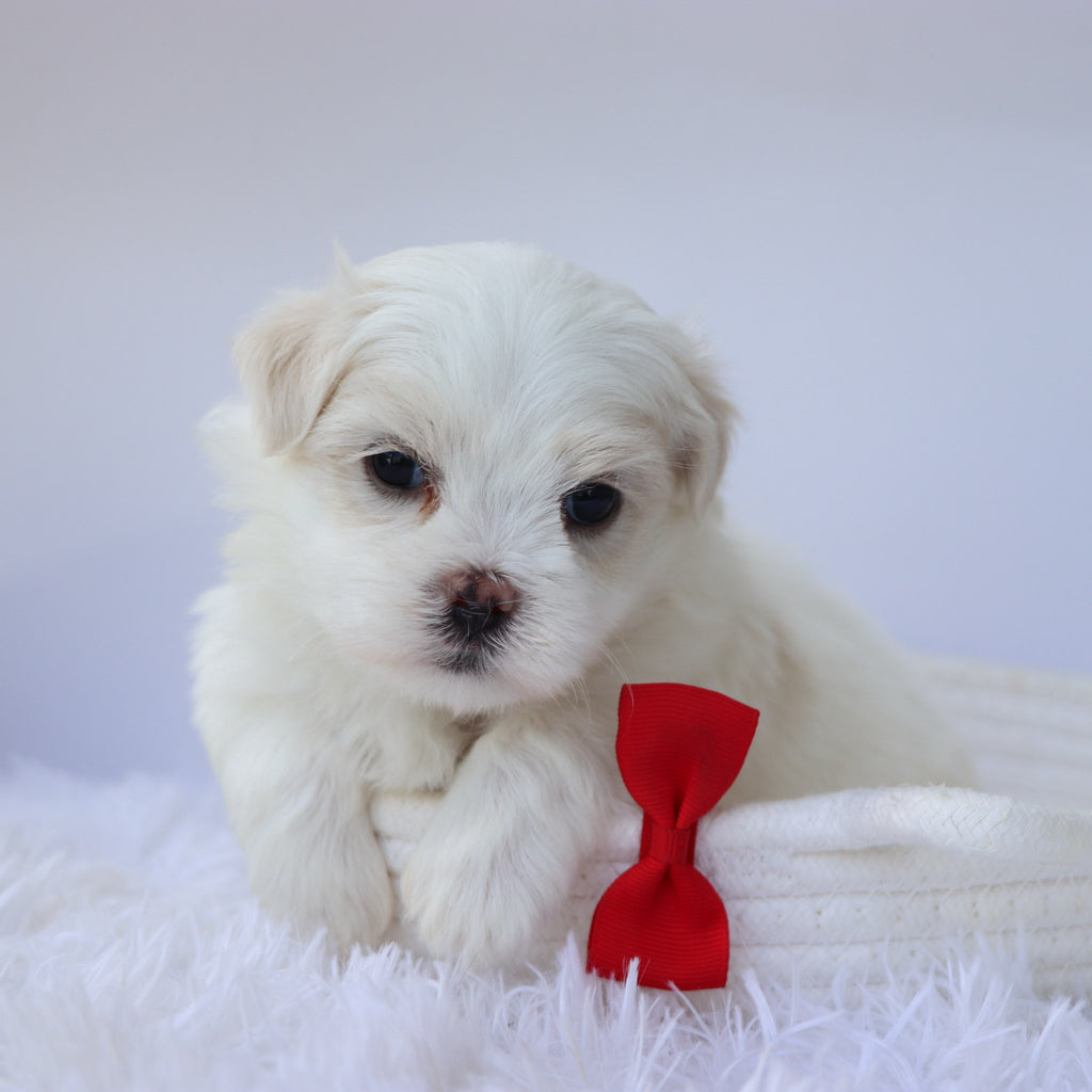 Elvis - Available 9/24