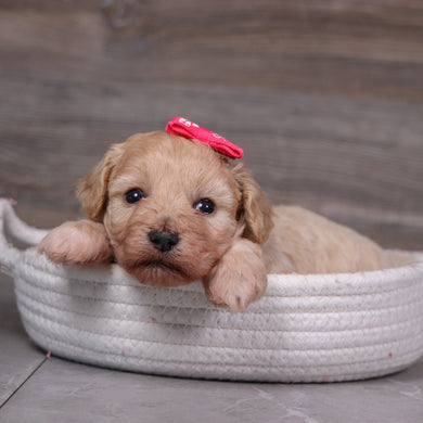 Emilie - Available 5/28