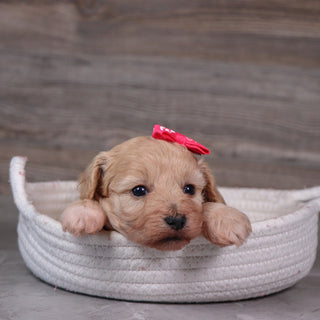 Emilie - Available 5/28